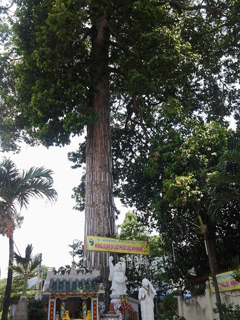 Biên[-]Hòa[-]có[-]những[-]"cụ"[-]cây[-]trăm[-]tuổi